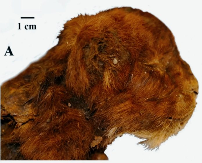 Ritrovato un cucciolo di tigre dai denti a sciabola di 35.000 anni nel permafrost siberiano