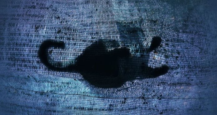 Un gatto di Schrödinger batte il record sopravvivendo per 1.400 secondi