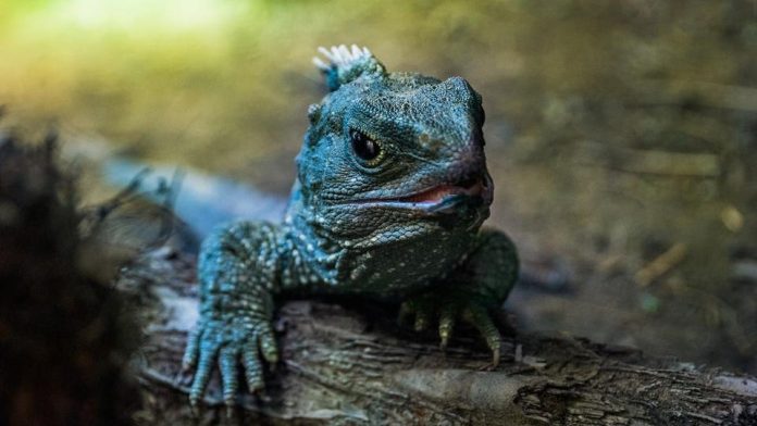 I 3 animali più longevi del nostro ecosistema