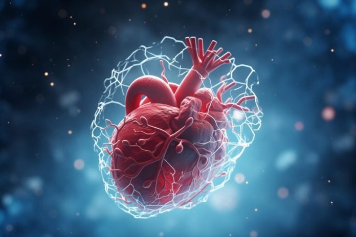 Il cuore, un secondo cervello: una scoperta che cambia tutto