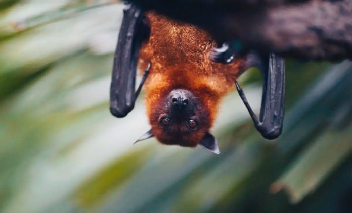 Il sangue dei pipistrelli: un modello per il letargo umano e i viaggi spaziali?