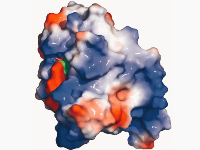La proteina YTHDF2: una nuova speranza per i malati di leucemia e linfoma