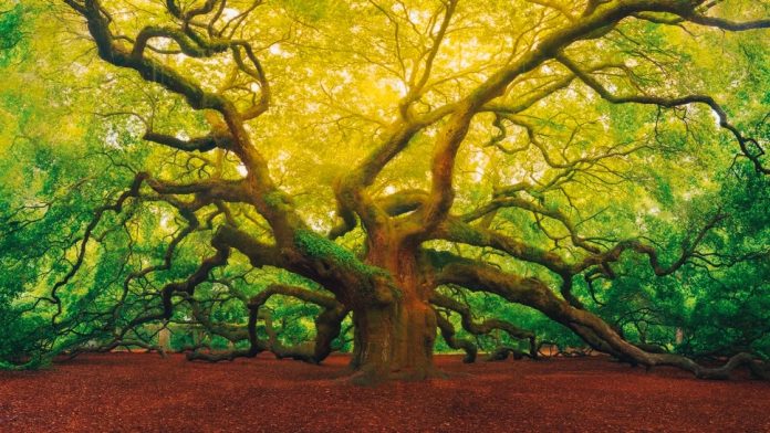 Dall'Eocene alle nostre querce: un viaggio evolutivo