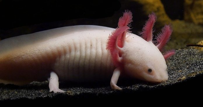 Il genoma dell’Axolotl potrebbe aiutare gli umani a rigenerarsi