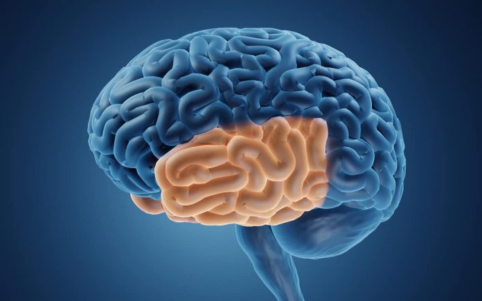 Cervello da lettori: cosa lo rende speciale?