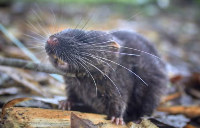 Topo anfibio e altre 26 meraviglie: le nuove scoperte dell'Amazzonia
