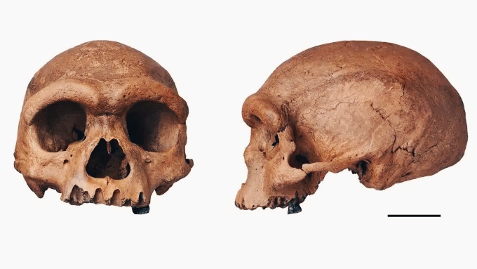 Homo juluensis: le nostre origini sono più complesse di quanto pensassimo 1 Homo juluensis: le nostre origini sono più complesse di quanto pensassimo