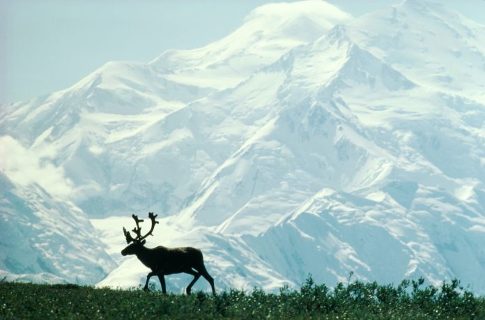 Trent'anni di scrittura sulla scienza dell'Alaska