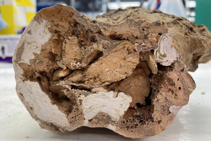Dinosauri, segreti organici svelati: molecole intatte nelle ossa di 66 milioni di anni fa