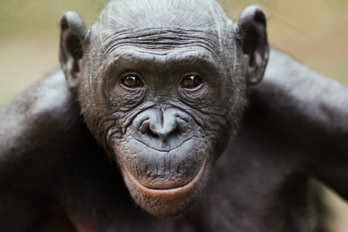 I bonobo 