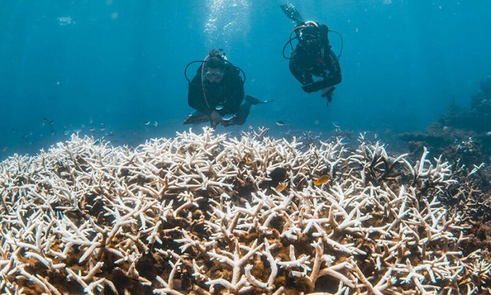 Barriera corallina australiana: sbiancamento massiccio distrugge l'ecosistema