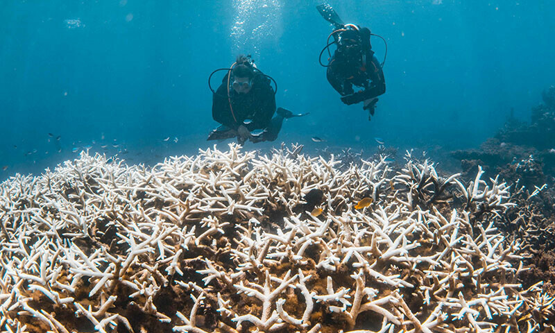 Barriera corallina australiana: sbiancamento massiccio distrugge l'ecosistema 1 Barriera corallina australiana: sbiancamento massiccio distrugge l'ecosistema