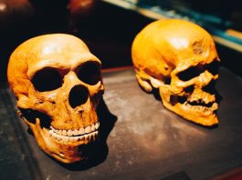 La genetica dei nostri antenati ha svelato un'origine complessa