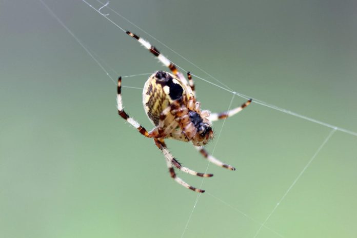 Seta di ragno: il futuro dei materiali è bioingegnerizzato