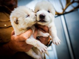 Lupo enocione: un lupo grigio rielaborato o un autentico ritorno dall'estinzione?