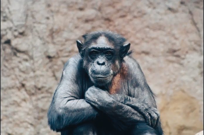 Cervello umano: un nuovo studio riscrive la storia dell'evoluzione