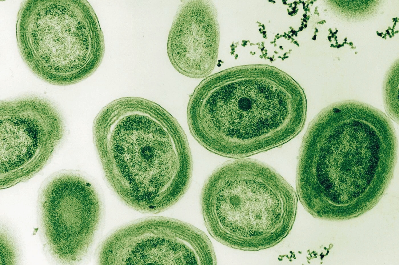 Batteri ancestrali: l'ossigeno come risorsa metabolica prima della Grande Ossidazione 1 Batteri ancestrali: l'ossigeno come risorsa metabolica prima della Grande Ossidazione