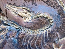Archaeopteryx:ritrovato un nuovo fossile che conferma le intuizioni di Darwin