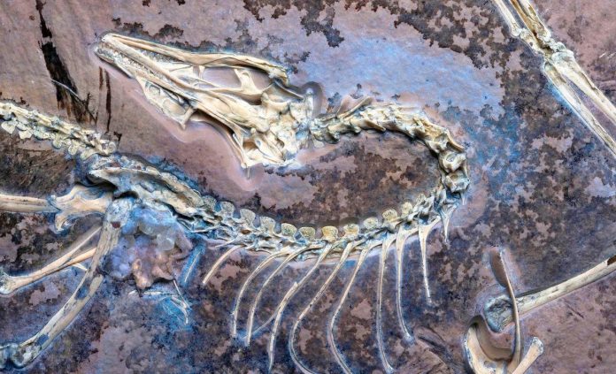 Archaeopteryx:ritrovato un nuovo fossile che conferma le intuizioni di Darwin