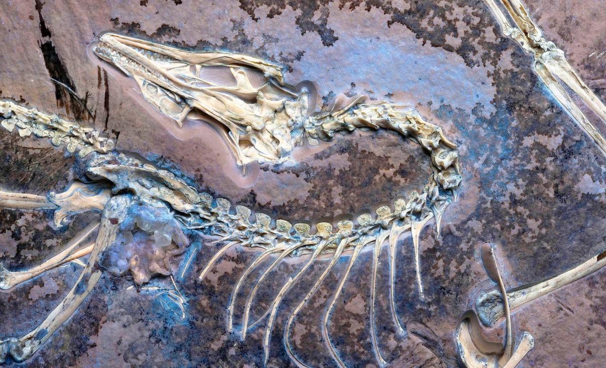 Archaeopteryx: ritrovato un nuovo fossile che conferma le intuizioni di Darwin 1 Archaeopteryx:ritrovato un nuovo fossile che conferma le intuizioni di Darwin