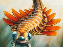 Mosura fentoni: scoperto nuovo predatore trioculare di 506 milioni di anni fa