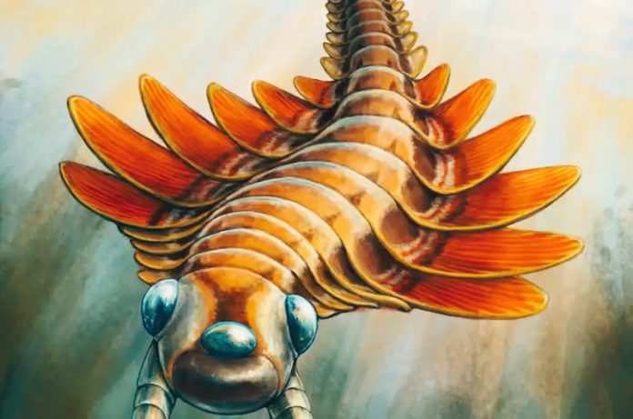 Mosura fentoni: scoperto nuovo predatore trioculare di 506 milioni di anni fa