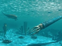 Tardo Ordoviciano: non gli asteroidi, ma il clima decimò l'85% delle specie