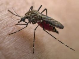 Febbre gialla: cresce la minaccia di una pandemia globale