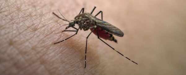 Febbre gialla: cresce la minaccia di una pandemia globale 1 Febbre gialla: cresce la minaccia di una pandemia globale