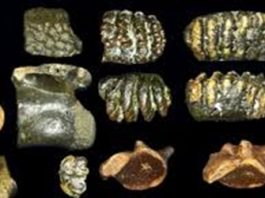 Fossili marini: 2 crani di ominini tra oltre 6.700 reperti disvelano un ecosistema scomparso