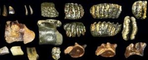 Fossili marini: 2 crani di ominini tra oltre 6.700 reperti disvelano un ecosistema scomparso