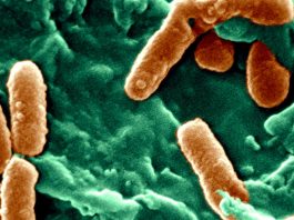 Pseudomonas aeruginosa: il superbatterio mangia-plastica circola negli ospe e ha già causato 559.000 decessi