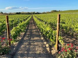 Nuove Scoperte Archeologiche nei Vigneti Italiani: Storie di Vino