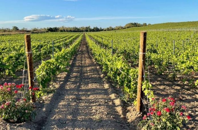 Nuove Scoperte Archeologiche nei Vigneti Italiani: Storie di Vino