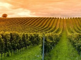 I vitigni resistenti al cambiamento climatico: sperimentazione e scenari futuri