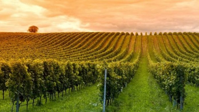 I vitigni resistenti al cambiamento climatico: sperimentazione e scenari futuri