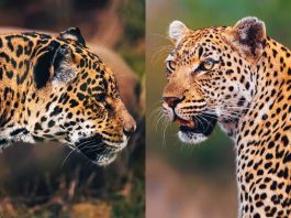 Distinguere leopardi e giaguari: differenze e origini