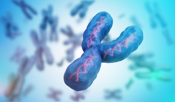 Cromosoma Y in retrazione: un allarme per la salute maschile