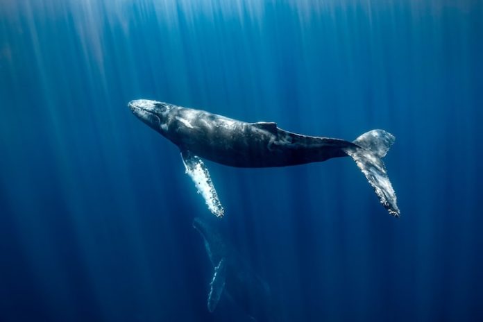 Megattere: ecco come comunicano giocosamente con noi
