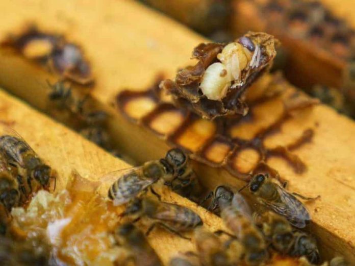 Api mellifere a rischio tra clima, parassiti e inquinamento