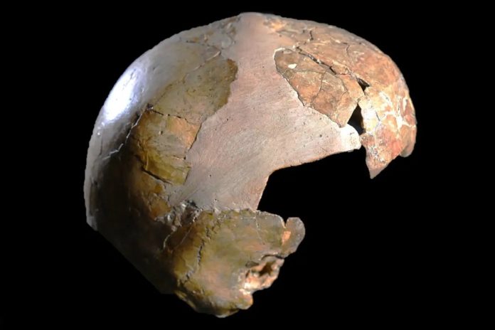 Scheletro del bambino di Skuhl: un esempio specie ibrida tra H. Sapiens e Neanderthal