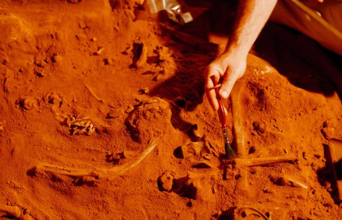 Scopertoun fossile di 520 milioni di anni fa con cervello e intestino intatti