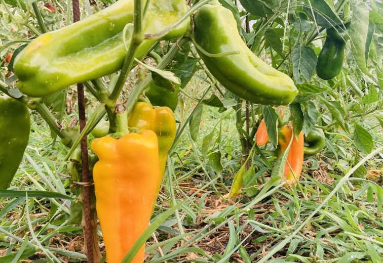 peperoni