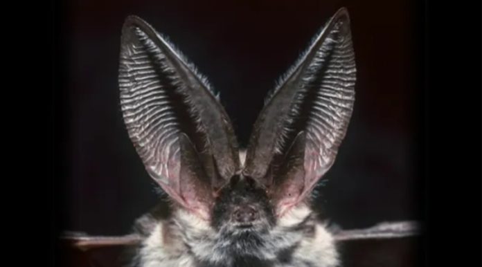 Quale animale ha l'udito migliore?