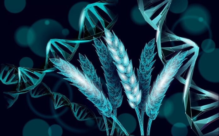 Grano: scoperto il gene che triplica i chicchi