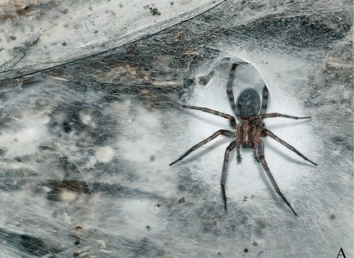 Scoperta una ragnatela di 106 metri quadri con oltre 111.000 ragni