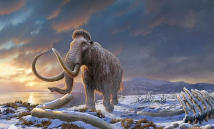 Sequenziato RNA da un cucciolo di mammut rimasto congelato per 39.000 anni