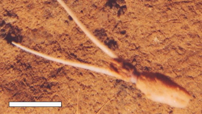 Calamaro frusta: la nuova specie che si seppellisce a testa in giù