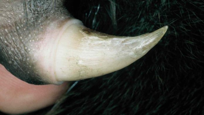 Ornitorinco: il veleno letale che sfida la medicina moderna