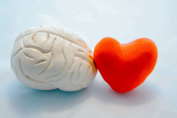 Infarto: il ruolo del cervello nella riparazione del cuore
